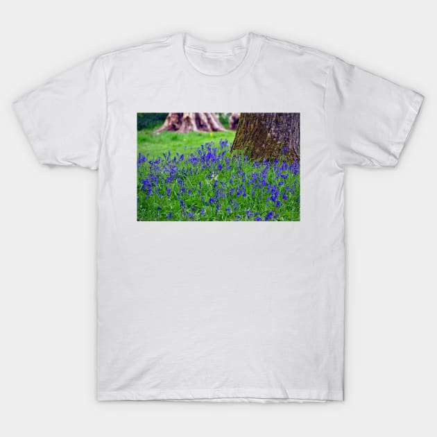 Bluebell Woods Bluebells Basildon Park Reading Berkshire T-Shirt by AndyEvansPhotos